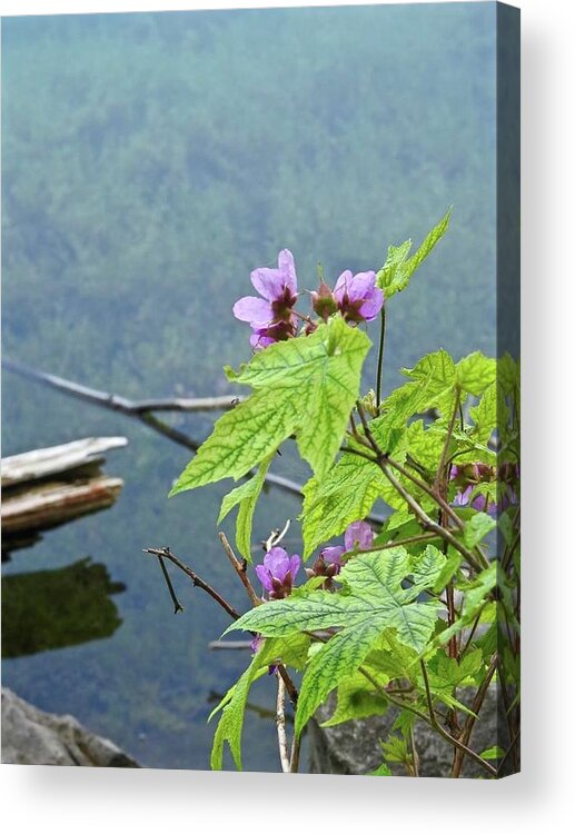 Flowers Acrylic Print featuring the photograph Floral Serenity by Kathy Chism