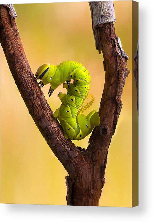 Macro Acrylic Print featuring the photograph Fluorescence Caterpillar by Aditya P. Nugraha