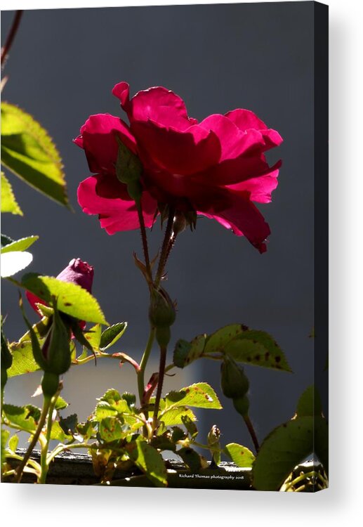 Botanical Acrylic Print featuring the photograph Good Afternoon Rose by Richard Thomas