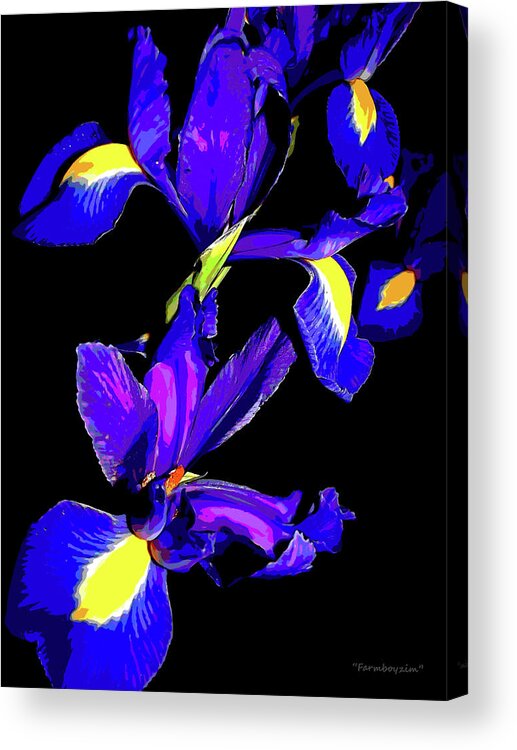 Flowers Acrylic Print featuring the photograph Grandma's Iris 3 by Harold Zimmer