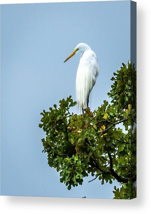 Egret Acrylic Print featuring the photograph Great White Egret by David Wagenblatt