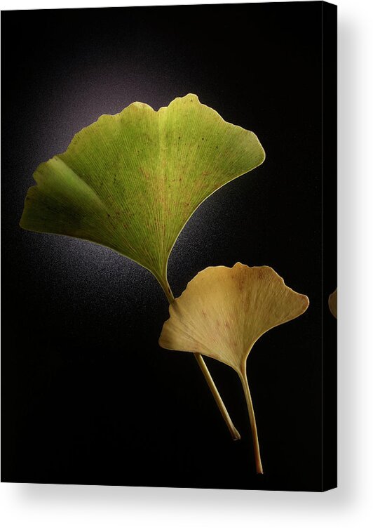 Two Objects Acrylic Print featuring the photograph Green And Yellow Ginkgo Leaves On Black by Chris Collins