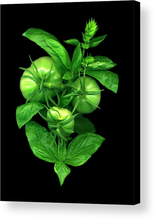 Green Tomato And Basil Acrylic Print featuring the painting Green Tomato And Basil by Susan S. Barmon