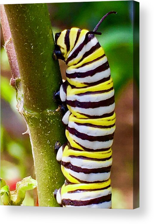 Caterpillar Acrylic Print featuring the photograph Heading Out to Lunch by Debra Grace Addison