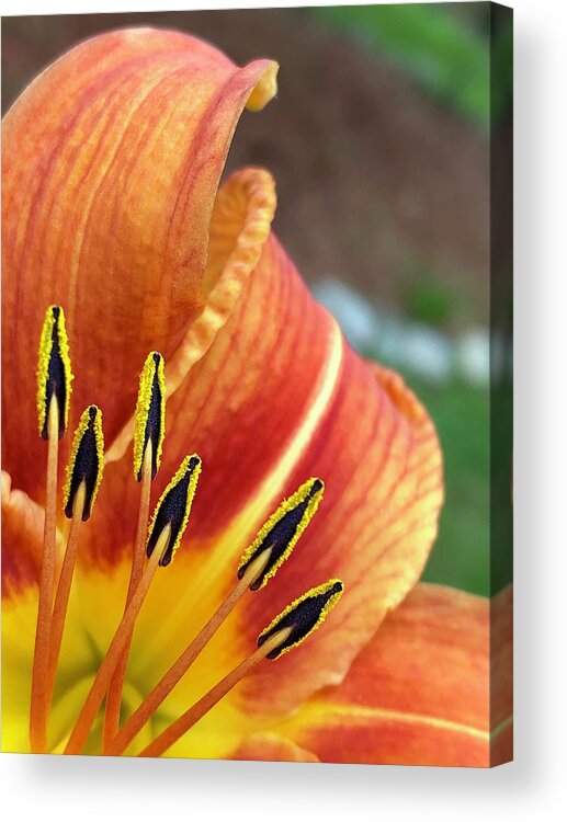 Orange Acrylic Print featuring the digital art Here Comes the Sun by Cindy Greenstein