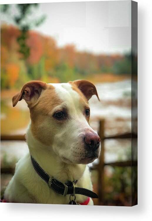 Dog Acrylic Print featuring the photograph I See Something by Lora J Wilson