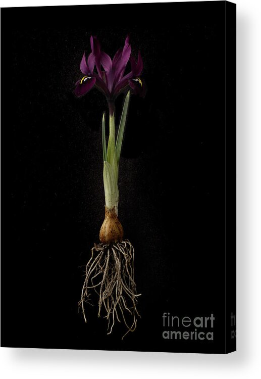 Purple Acrylic Print featuring the photograph Iris Plant On Black Background, Showing by William Turner