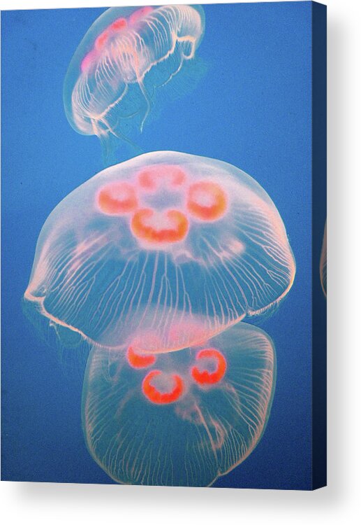 Underwater Acrylic Print featuring the photograph Jellyfish On Blue by Sally Crossthwaite