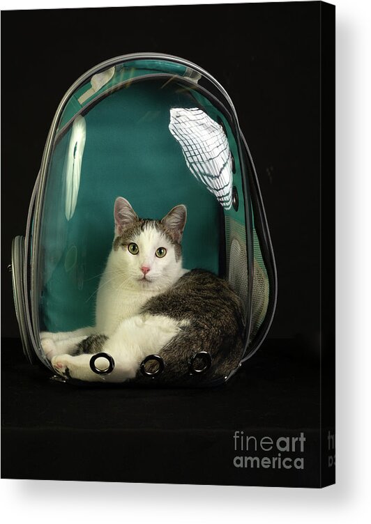 Cat Acrylic Print featuring the photograph Kitty in a Bubble by Susan Warren