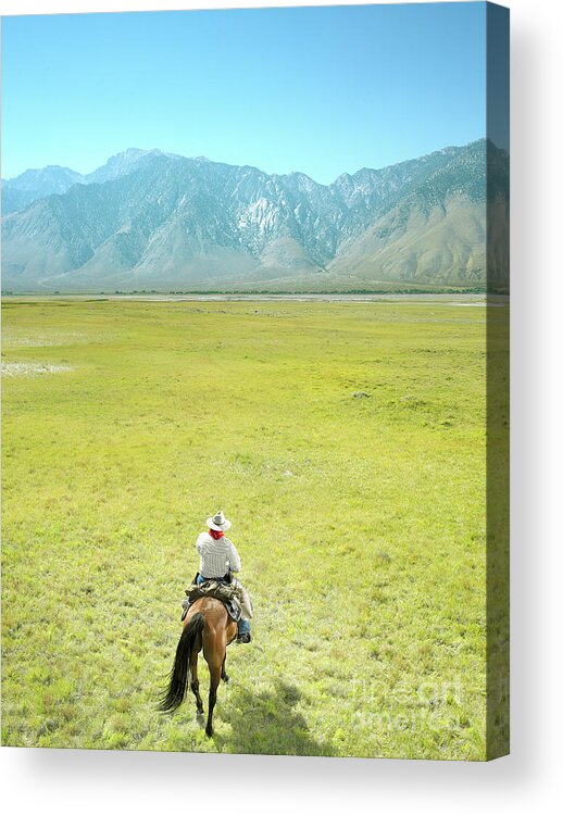 One Man Only Acrylic Print featuring the photograph Mature Cowboy On Arabian Horse Riding by Stephen Swintek