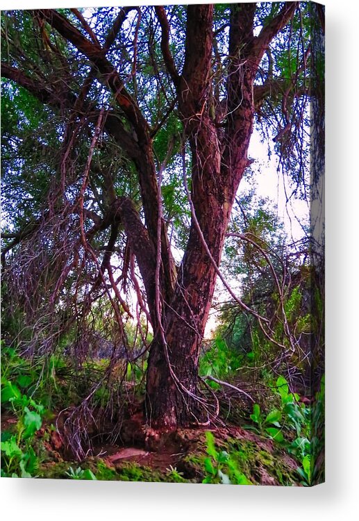 Afternoon Light Acrylic Print featuring the photograph Mesquite by the Wash by Judy Kennedy