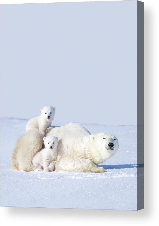 Bear Cub Acrylic Print featuring the photograph Mother Polar Bear With Cubs, Canada by Art Wolfe