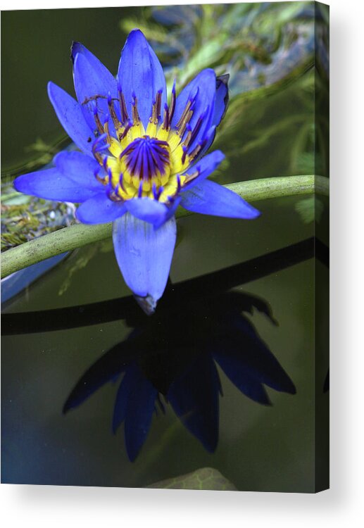 Natural Detail 28 Acrylic Print featuring the photograph Natural Detail 28 by Cw Hetzer