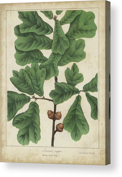 Botanical Acrylic Print featuring the painting Oak Leaves & Acorns I by John Torrey