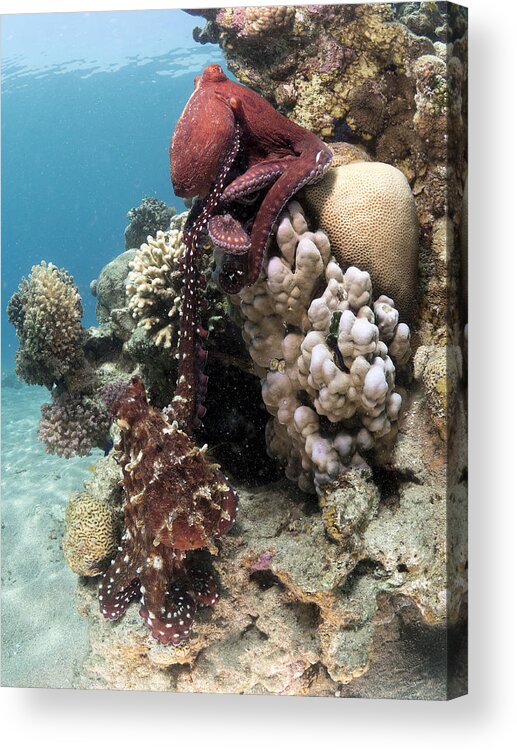 Underwater Acrylic Print featuring the photograph Octopus Mating by Ilan Ben Tov
