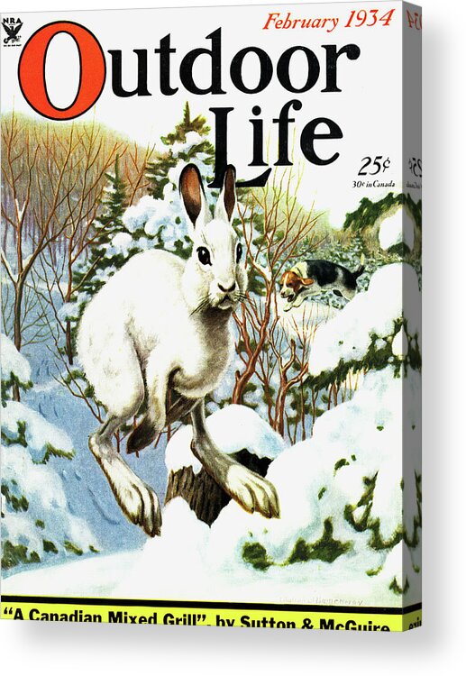 Rabbit Acrylic Print featuring the painting Outdoor Life Magazine Cover February 1934 by Outdoor Life