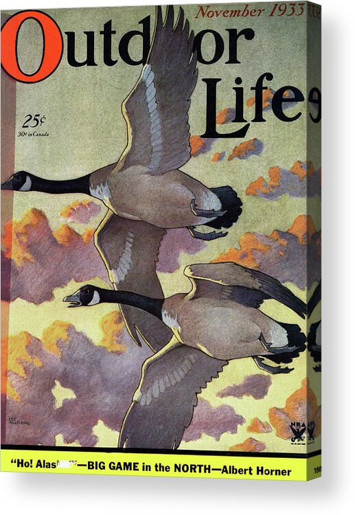 Geese Acrylic Print featuring the painting Outdoor Life Magazine Cover November 1933 by Outdoor Life