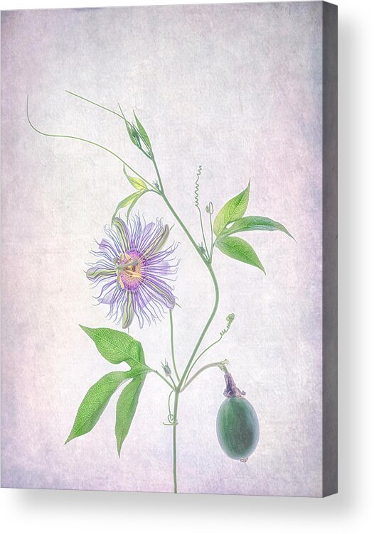 Purple Acrylic Print featuring the photograph Passion Fruit by Catherine W.