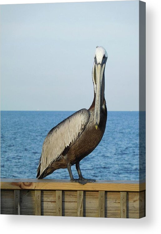 Birds Acrylic Print featuring the photograph Pelican Portrait I by Karen Stansberry