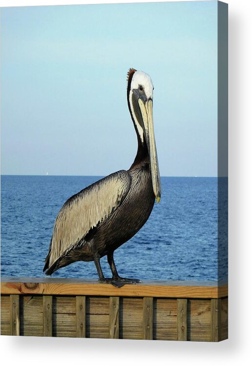 Birds Acrylic Print featuring the photograph Pelican Portrait II by Karen Stansberry