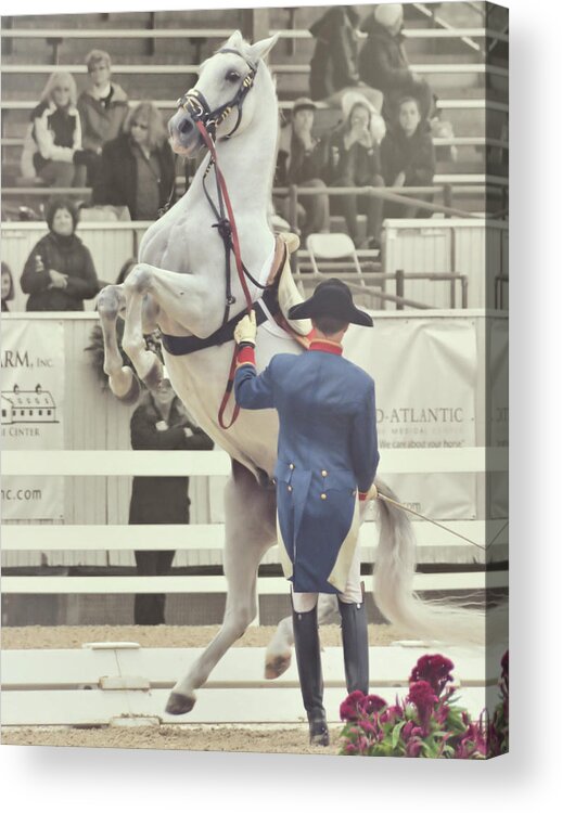 Above Acrylic Print featuring the photograph Piber Stud by Dressage Design