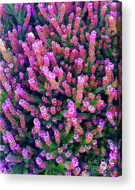 Pink Acrylic Print featuring the photograph Pink Blooms by Carol Eliassen