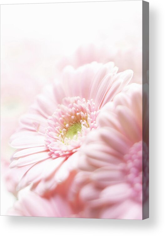 Chrysanthemum Acrylic Print featuring the photograph Pink Chrysanthemum by Stuart Minzey