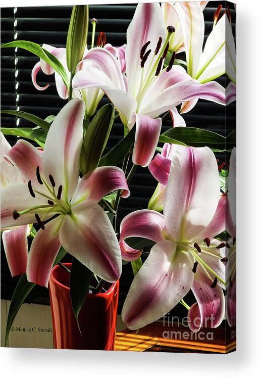 Lily Plant Acrylic Print featuring the photograph Pink Flowers No. 62 by Monica C Stovall