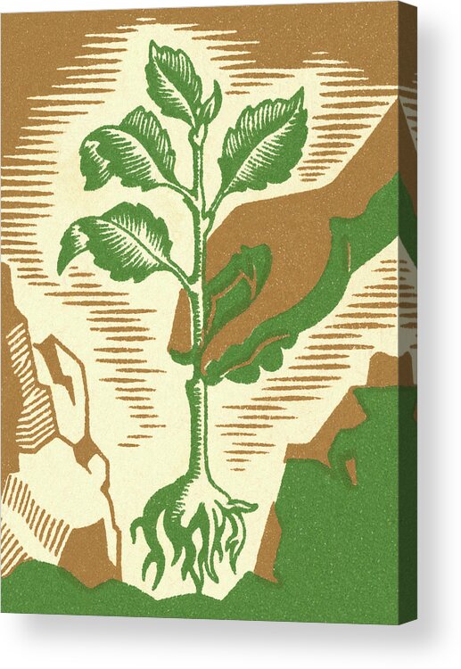 Brown Background Acrylic Print featuring the drawing Planting a Sapling by CSA Images