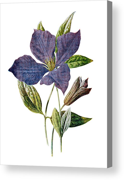 Purple Clematis Acrylic Print featuring the mixed media Purple Clematis Flower by Naxart Studio