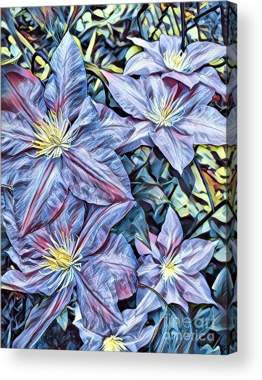  Acrylic Print featuring the photograph Purple Clematis by HD Connelly