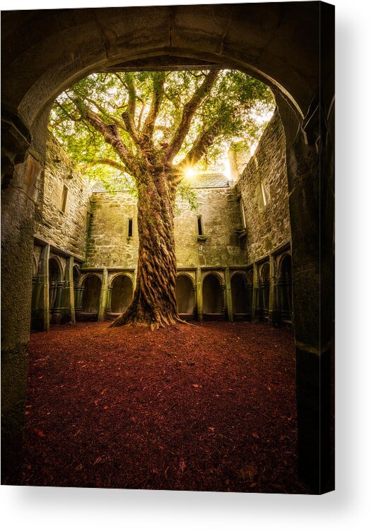 Matt Acrylic Print featuring the photograph "muckross Abbey - Tree Of Life" by Matt Anderson