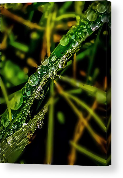 Flora Acrylic Print featuring the photograph Rugiada by Michele Montedoro