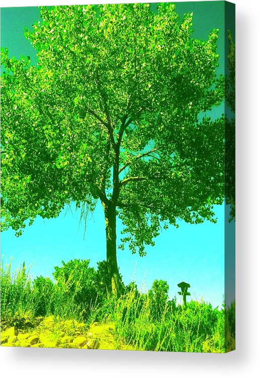 Tree Acrylic Print featuring the photograph Santa Fe Tree 3 by Marty Klar