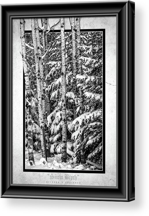 Birch Tree Acrylic Print featuring the photograph Snow Birch BW by Rick Bartrand