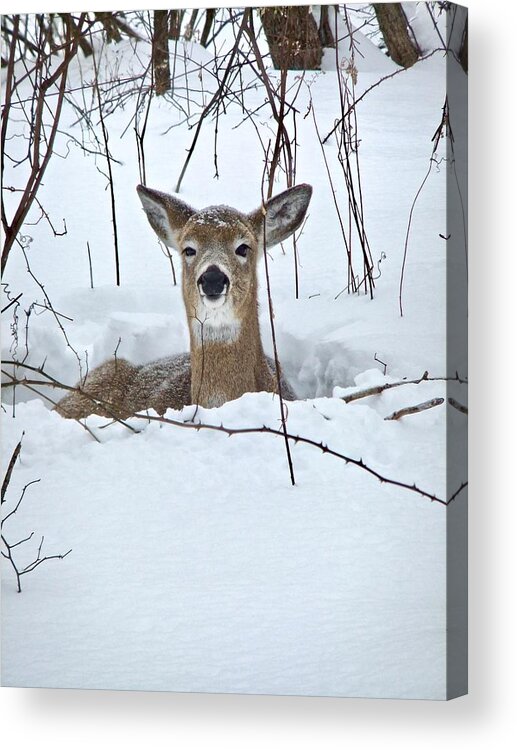 Snow Acrylic Print featuring the photograph Snow Deer by Kathy Ozzard Chism