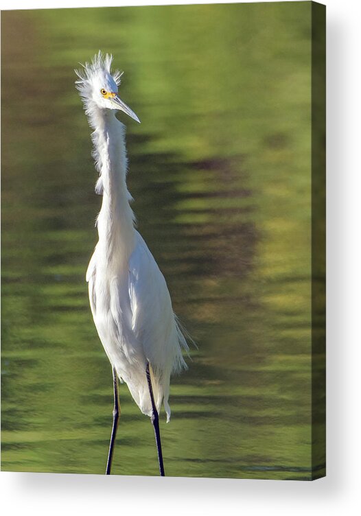 Snowy Egret Acrylic Print featuring the photograph Snowy Egret 6604-081619 by Tam Ryan