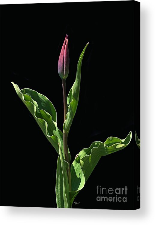 Tulip Acrylic Print featuring the photograph Soft Morning Light by Diana Rajala