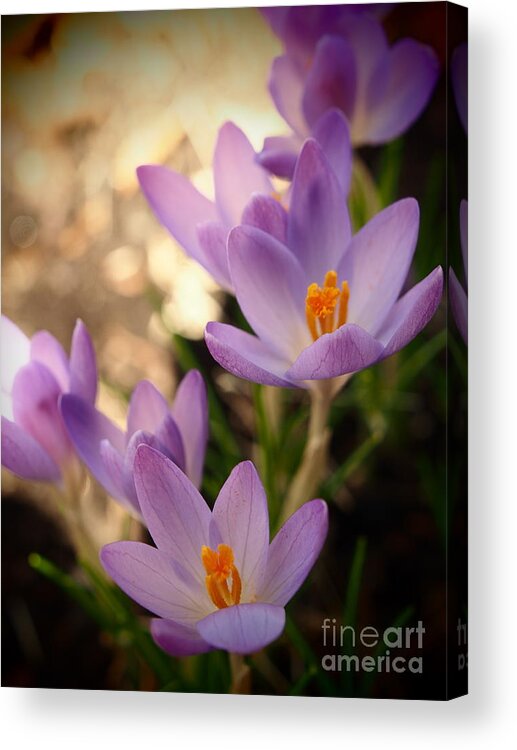 Color Acrylic Print featuring the photograph Spring Crocus Flowers 2 by Dorothy Lee