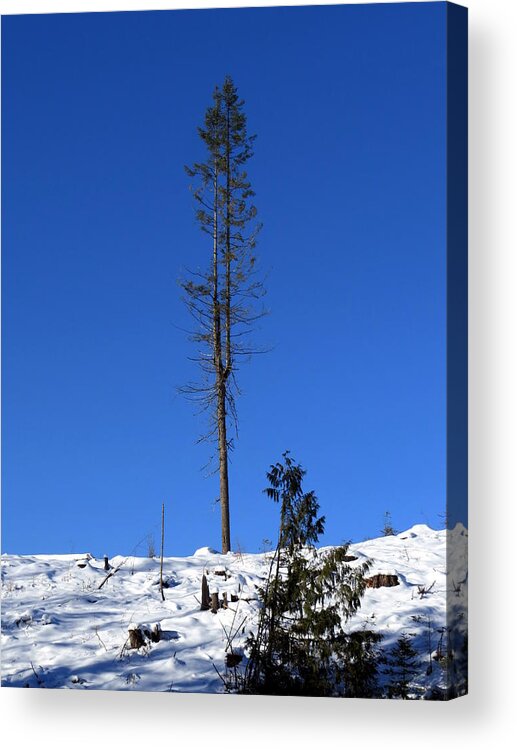 Pine Acrylic Print featuring the photograph Standing tall by Jean Evans