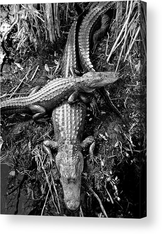 Alligators Swamp Everglades Acrylic Print featuring the photograph Swamp Critters #2 by Neil Pankler