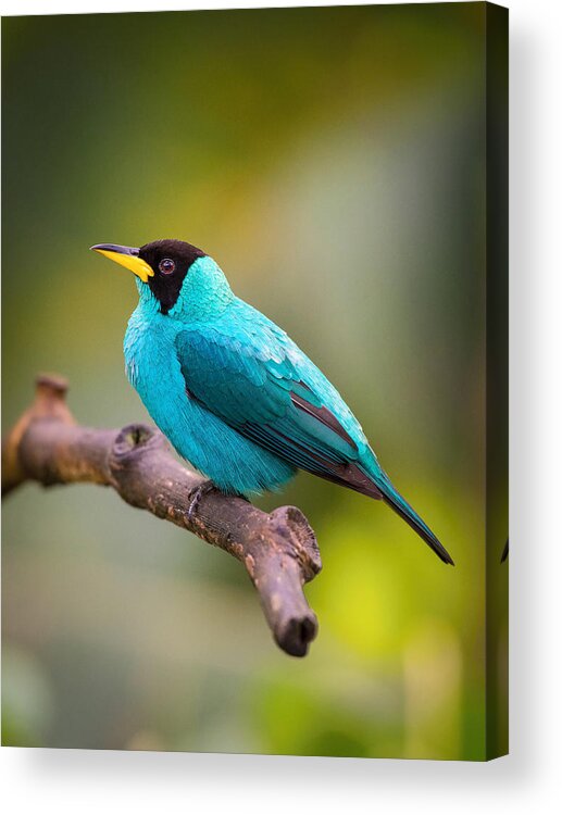 Blue Acrylic Print featuring the photograph The Green Honeycreeper, Chlorophanes Spiza by Petr Simon
