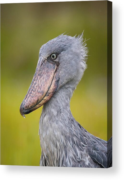 Africa Acrylic Print featuring the photograph The Shoebill, Balaeniceps Rex Or Shoe-billed Stork by Petr Simon