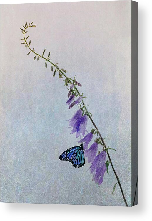 Pollination Acrylic Print featuring the photograph The Visitor by Lucie Gagnon