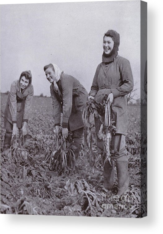 History Acrylic Print featuring the photograph The Womens Land Army In The Front Line, Sugar Beet Lifting by Harold Burdekin