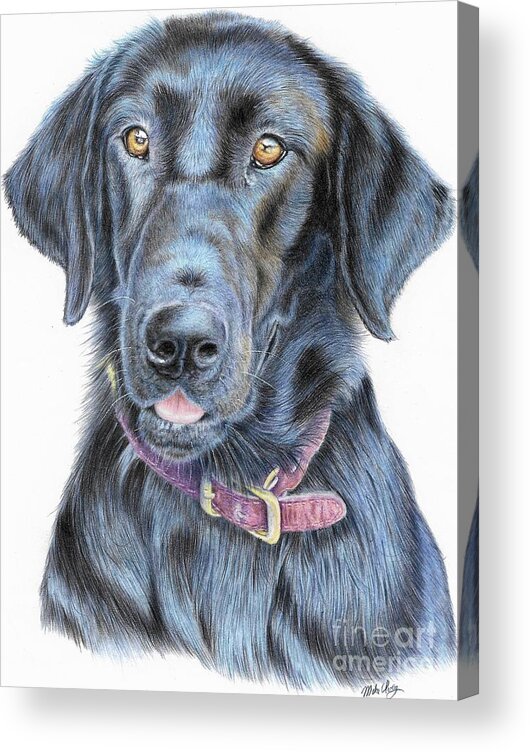 Dog Acrylic Print featuring the drawing Thedford by Mike Ivey