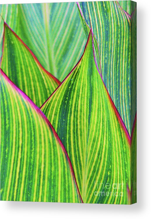 Foliage Acrylic Print featuring the photograph To The Point by Sharon Williams Eng