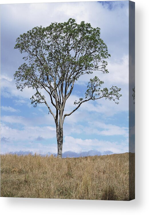 Latin America Acrylic Print featuring the photograph Tree In Field by Hans Neleman