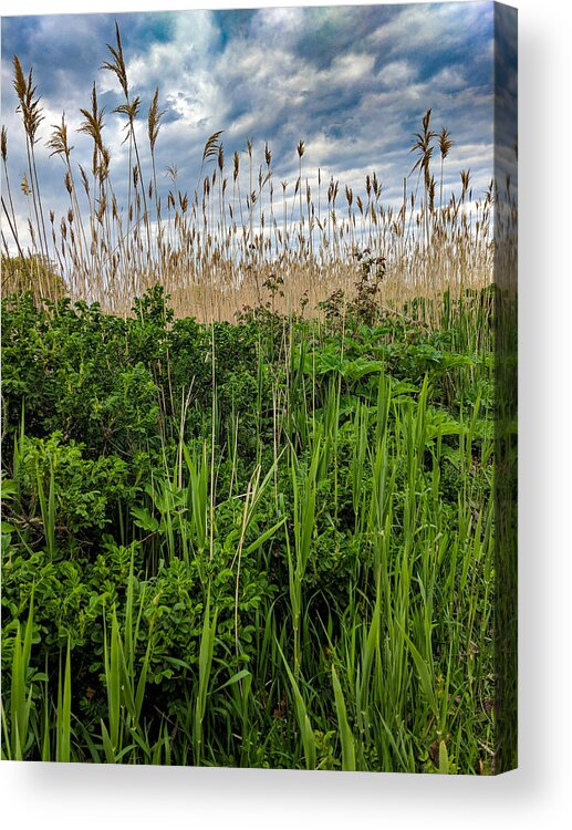 Nature Acrylic Print featuring the photograph Undisturbed by Christopher Brown