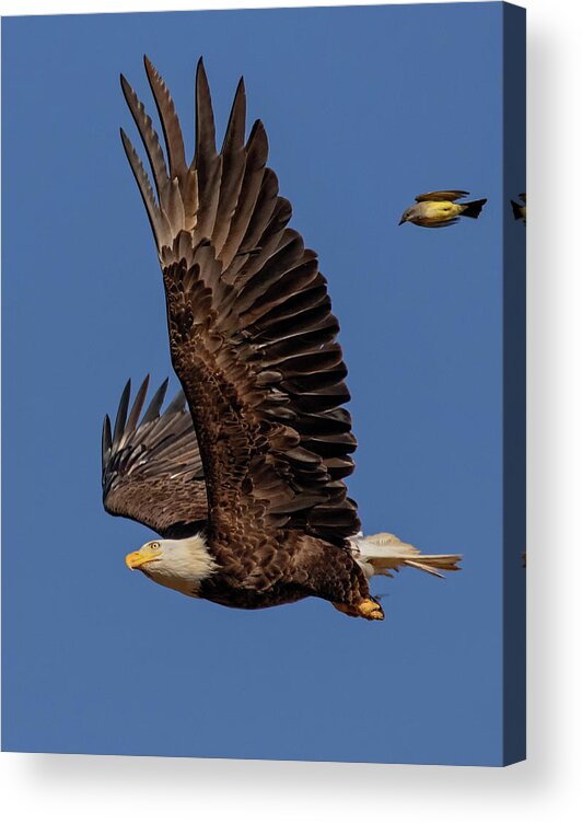 Bald Eagle Acrylic Print featuring the photograph What The by Beth Sargent